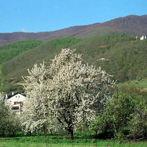 Villa Kastanodasos Emporio  Экстерьер фото